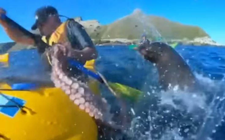 Απρόσμενο συμβάν στη θάλασσα: Φώκια «χαστουκίζει» άνδρα με χταπόδι (βίντεο)